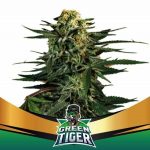 SEMILLA GREEN TIGER FAST VERSION X4U.BSF SEEDS