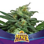 SEMILLA LEBRON HAZE XXL AUTO X 12 BSF SEEDS