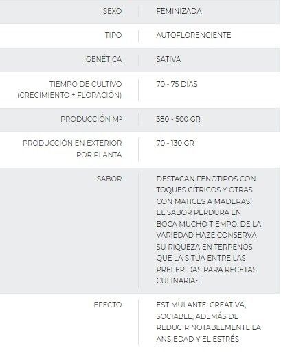 SEMILLA AUTOMÁTICA AMNESIA BUDDHA SEEDS X3