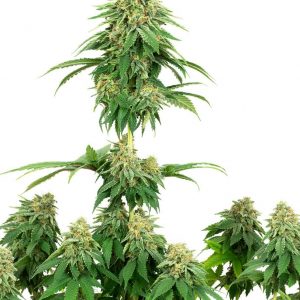 SEMILLA FEMINIZADA GIRL SCOUT COOKIES WHITE LABEL SEEDS X3