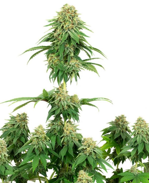 SEMILLA FEMINIZADA GIRL SCOUT COOKIES WHITE LABEL SEEDS X3