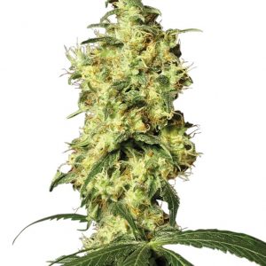 SEMILLA AUTOMÁTICA WHITE WIDOW WHITE LABEL SEEDS X3