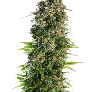 SEMILLA AUTOMÁTICA HINDU KUSH SENSI SEEDS X3