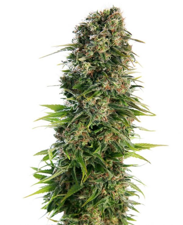 SEMILLA AUTOMÁTICA HINDU KUSH SENSI SEEDS X3