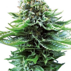 SEMILLA AUTOMÁTICA NORTHERN LIGHTS SENSI SEEDS X3