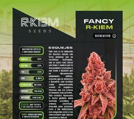 ESQUEJE FANCY GUMMY R-KIEM