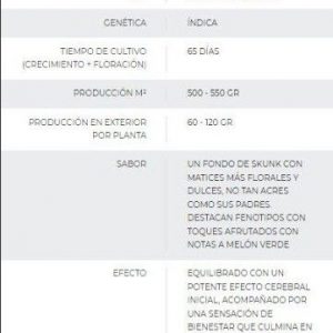 SEMILLA AUTOMÁTICA CRITICAL BUDDHA SEEDS X3