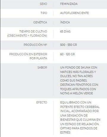 SEMILLA AUTOMÁTICA CRITICAL BUDDHA SEEDS X3