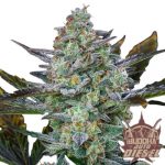 SEMILLA AUTOMÁTICA DIESEL BUDDHA SEEDS X3