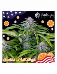 SEMILLA AUTOMÁTICA TANGIE BUDDHA SEEDS X3