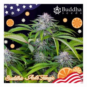 SEMILLA AUTOMÁTICA TANGIE BUDDHA SEEDS X3