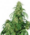 SEMILLA CALAMITY JANE AUTOFLORECIENTE X3 BUDDHA SEEDS