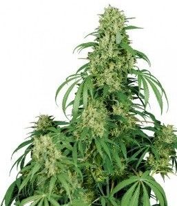 SEMILLA CALAMITY JANE AUTOFLORECIENTE X3 BUDDHA SEEDS