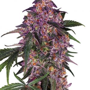 SEMILLA FEM SENSI PURPLE KUSH X3