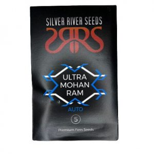 SEMILLA ULTRA MOHAN RAM AUTO X5 SILVER RIVER SEEDS