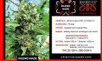 SEMILLA XILENO HAZE FEM X5 SILVER RIVER SEEDS