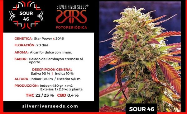 SEMILLA SOUR 46 FEM X5 SILVER RIVER SEEDS