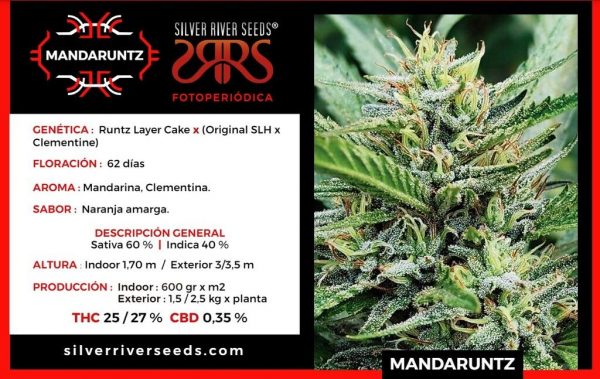 SEMILLA MANDARUNTZ FEM X5 SILVER RIVER SEEDS