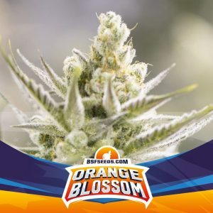 SEMILLA AUTOMATICA ORANGE BLOSSOM XXL x4u BSF SEEDS