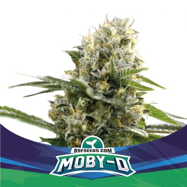 SEMILLA AUTOMATICA MOBY-D XXL x2u. BSF SEEDS