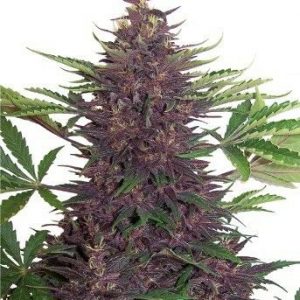 SEMILLA AUTOMÁTICA BUDDHA PURPLE KUSH BUDDHA SEEDS X3