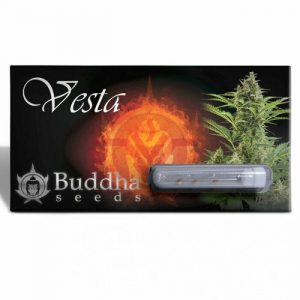 SEMILLA AUTOMÁTICA VESTA BUDDHA SEEDS X3