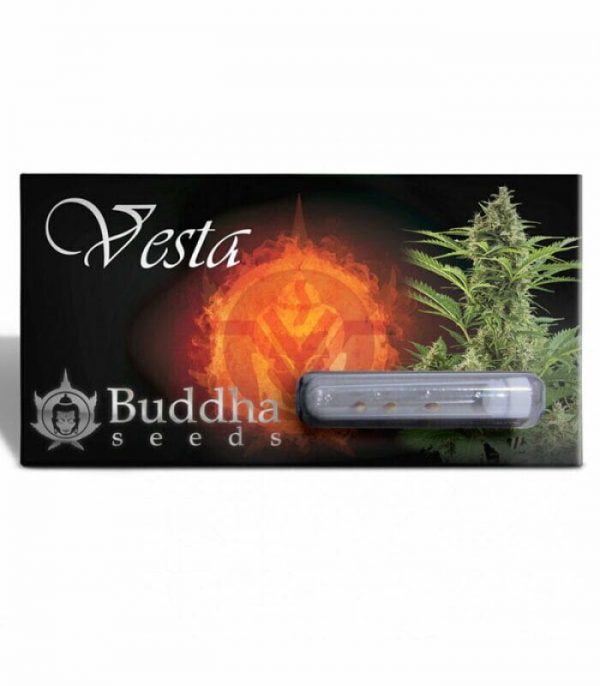 SEMILLA AUTOMÁTICA VESTA BUDDHA SEEDS X3