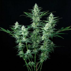 SEMILLA AUTOMÁTICA VESTA BUDDHA SEEDS X3