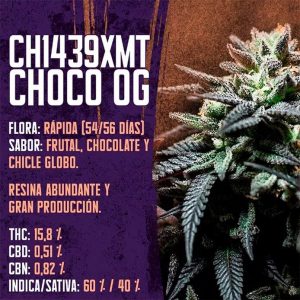 SEMILLA CHOCO OG 1439 X3