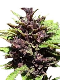 SEMILLA SILVER RIVER SEEDS AUTOMATICA CRYSTAL MED CBD X5U.