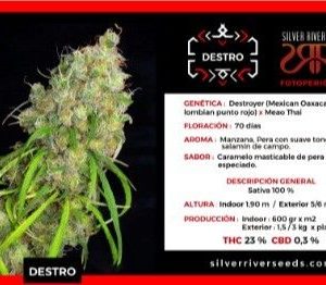 SEMILLA SILVER RIVER SEEDS FEMINIZADA DESTRO X5U.