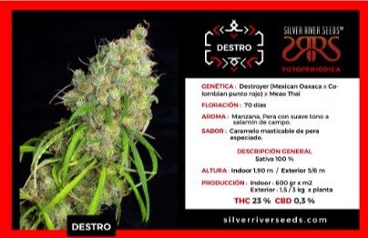 SEMILLA SILVER RIVER SEEDS FEMINIZADA DESTRO X5U.