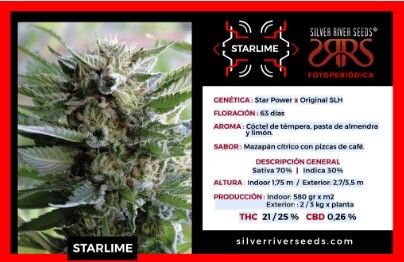 SEMILLA SILVER RIVER SEEDS FEMINIZADA STARLIME X5U.