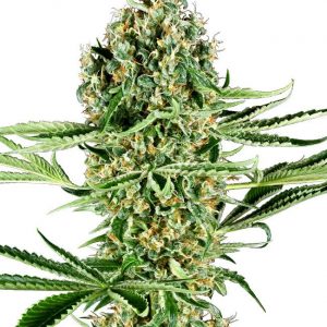 SEMILLA FEMINIZADA SENSI SEEDS CRITICAL RUNTZ X3