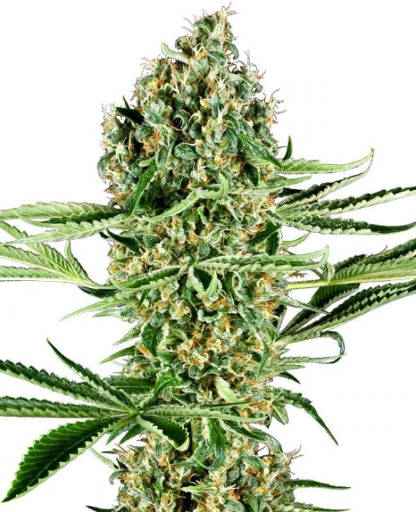 SEMILLA FEMINIZADA SENSI SEEDS CRITICAL RUNTZ X3