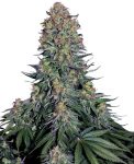 SEMILLA FEMINIZADA SENSI SEEDS BLUE SKUNK X3