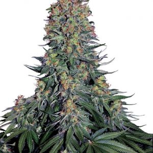 SEMILLA FEMINIZADA SENSI SEEDS BLUE SKUNK X3