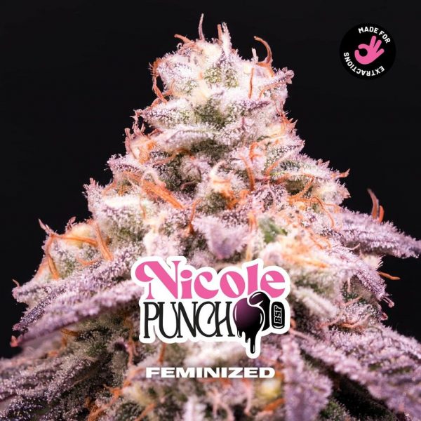 SEMILLA FEMINIZADA NICOLE PUNCH X2 BSF SEEDS