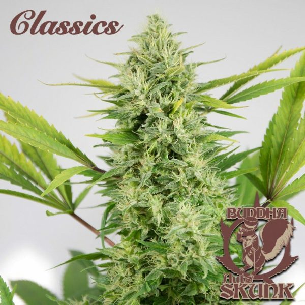 SEMILLA FEM BUDDHA SKUNK X3 BUDDHA SEEDS