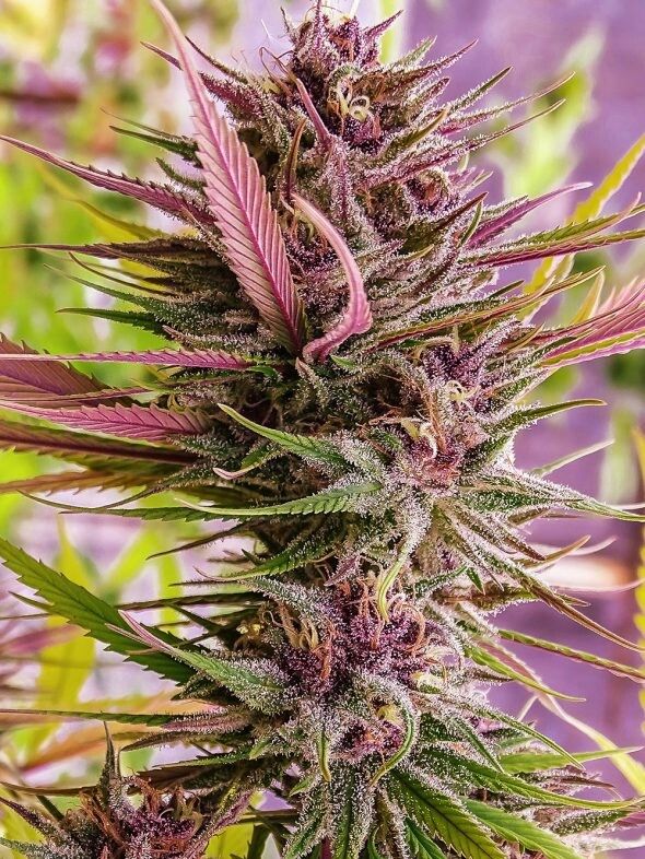 SEMILLA FEMINIZADA SILVER RIVER DESPINK X5 UNIDADES