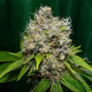 SEMILLA FEMINIZADA SILVER RIVER EPOXI OG X5 UNIDADES