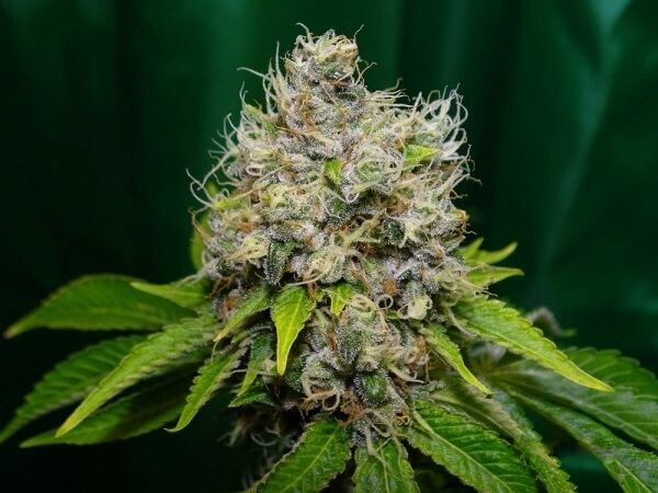 SEMILLA FEMINIZADA SILVER RIVER EPOXI OG X5 UNIDADES