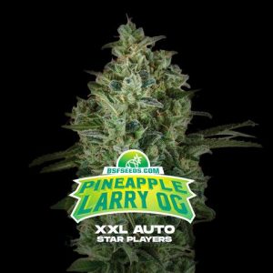 SEMILLA PINEAPPLE LARRY OG XXL AUTO X2 BSF