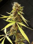 SEMILLA FEMINIZADA RIVER HAZE X5 SILVER RIVER SEEDS