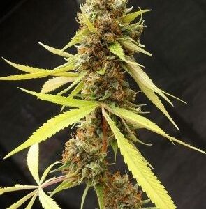 SEMILLA FEMINIZADA RIVER HAZE X5 SILVER RIVER SEEDS