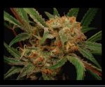SEMILLA FEMINIZADA FLASH X5 SILVER RIVER SEEDS