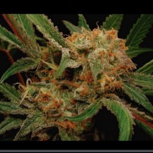 SEMILLA FEMINIZADA FLASH X5 SILVER RIVER SEEDS