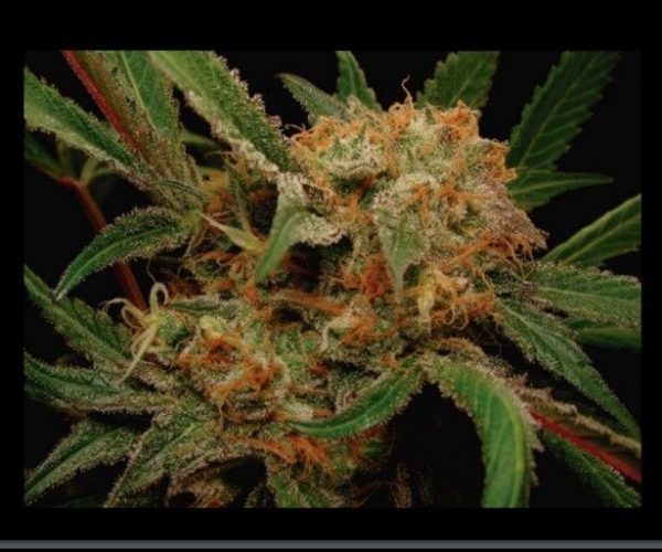 SEMILLA FEMINIZADA FLASH X5 SILVER RIVER SEEDS