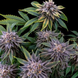 SEMILLA FEMINIZADA SEVEN MAC X4 SWEED LAB