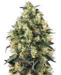 SEMILLA AUTOMATICA SUPER SKUNK SENSI SEEDS X3